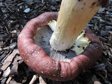 Load image into Gallery viewer, Wine Cap Grow Kit - Stropharia rugosoannulata
