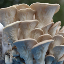 Load image into Gallery viewer, Oyster Mushroom Grow Kit
