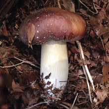 Load image into Gallery viewer, Wine Cap Grow Kit - Stropharia rugosoannulata
