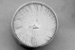 Mycelium Culture - Petri dish
